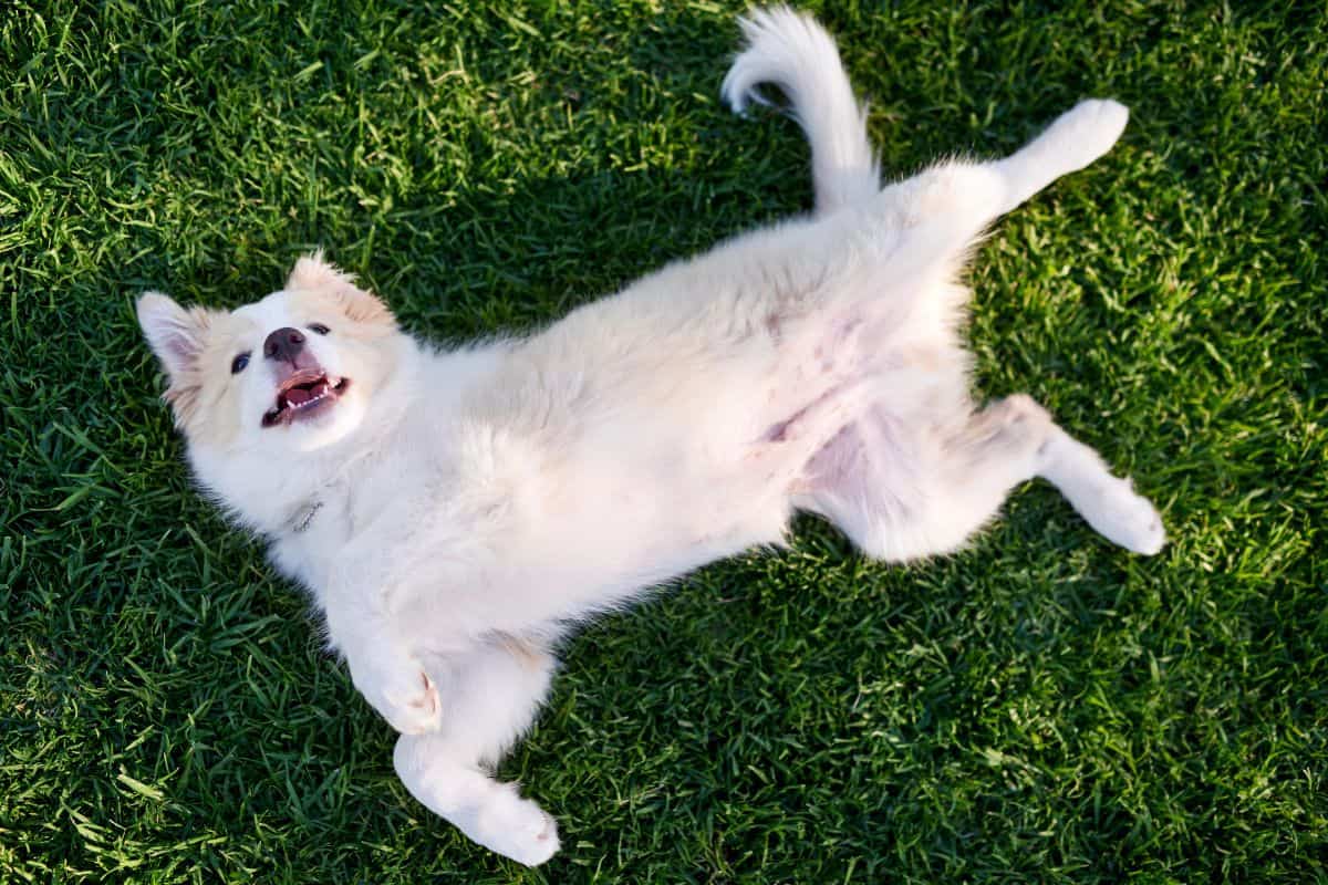 White puppy lying on grass with its belly exposed.