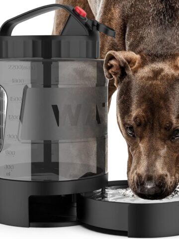 Dog using a portable water bottle dispenser while drinking outdoors.