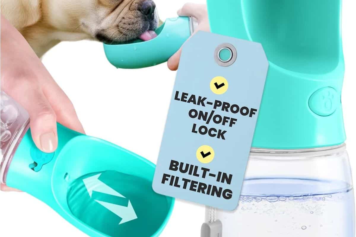 French bulldog drinking from a portable dog travel water bottle.