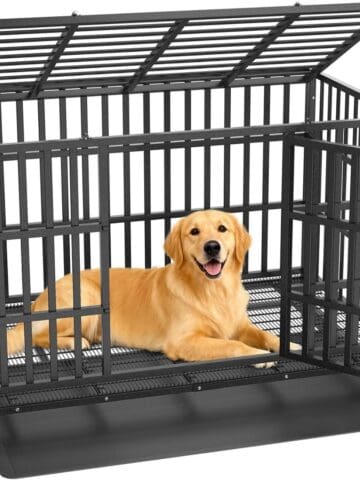 Golden retriever relaxing inside a large open heavy-duty dog crate.