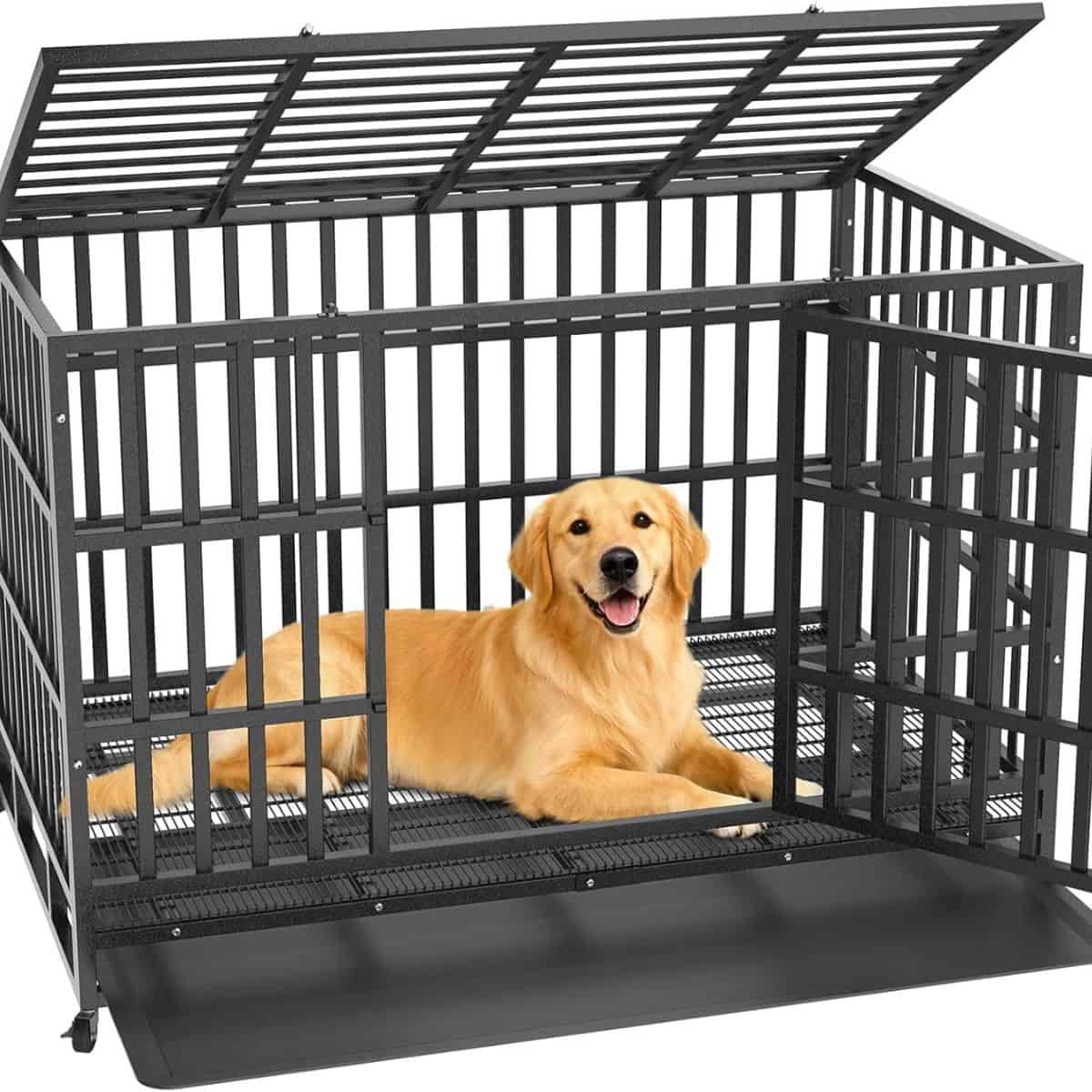 Golden retriever relaxing inside a large open heavy-duty dog crate.