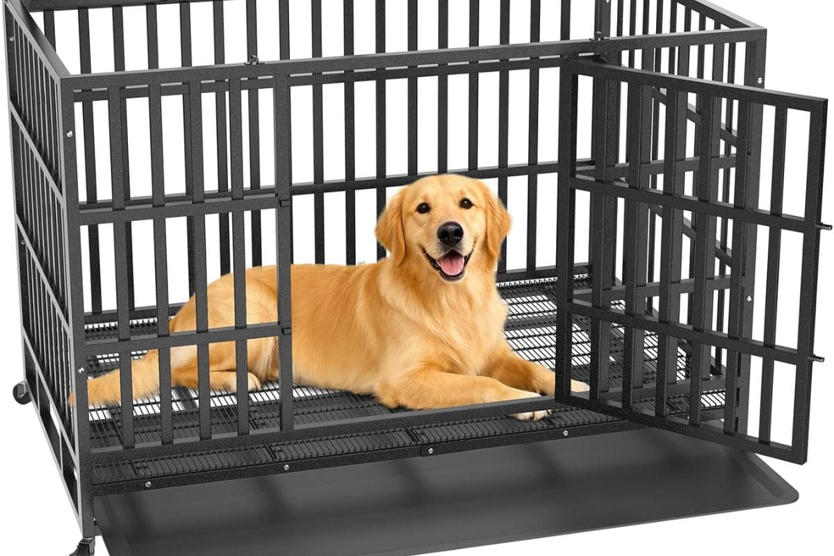 Golden retriever resting inside an open heavy-duty dog crate.