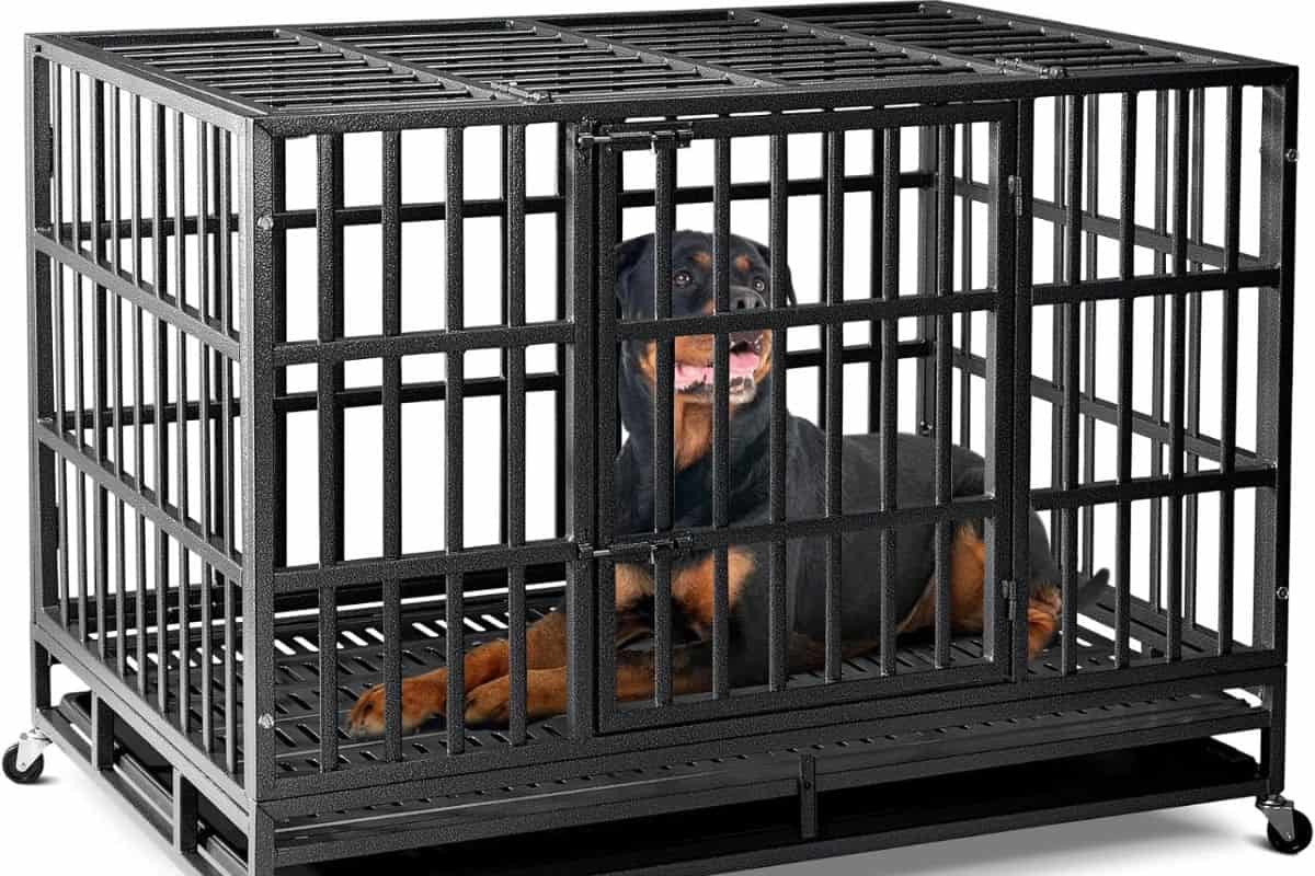 Rottweiler resting inside a heavy-duty metal dog crate.