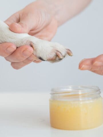 Applying paw balm to a dog’s paw during a soothing paw care routine.