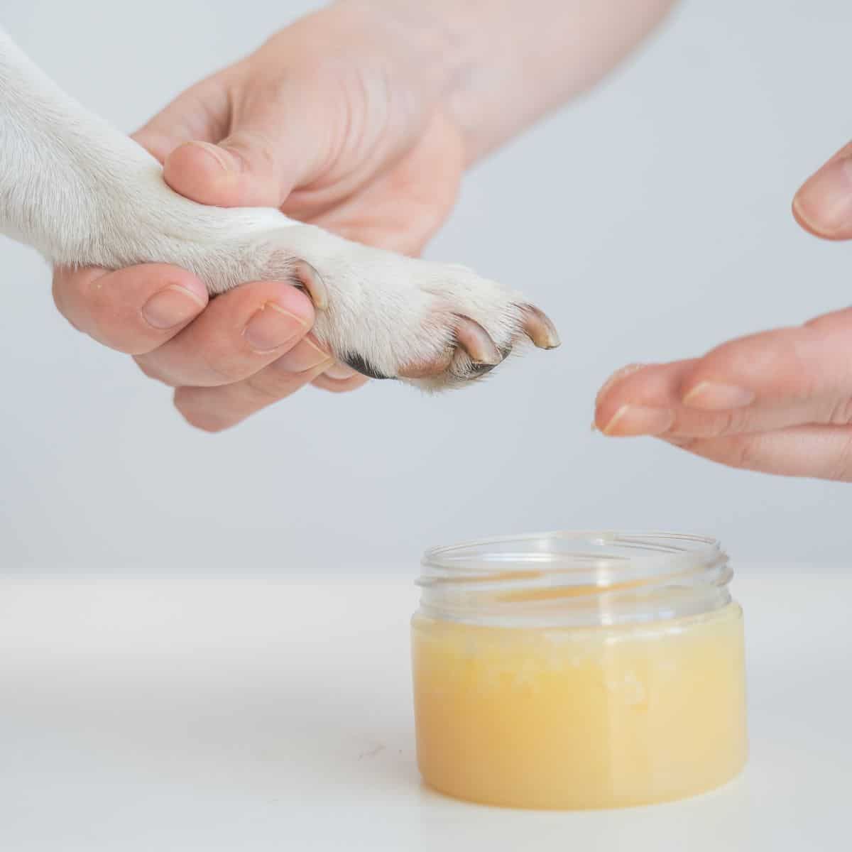 Applying paw balm to a dog’s paw during a soothing paw care routine.