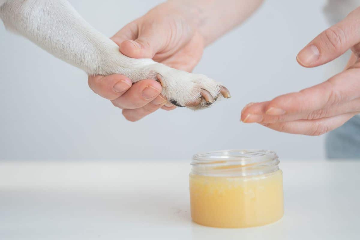 Applying balm to a dog’s paw for paw care treatment.