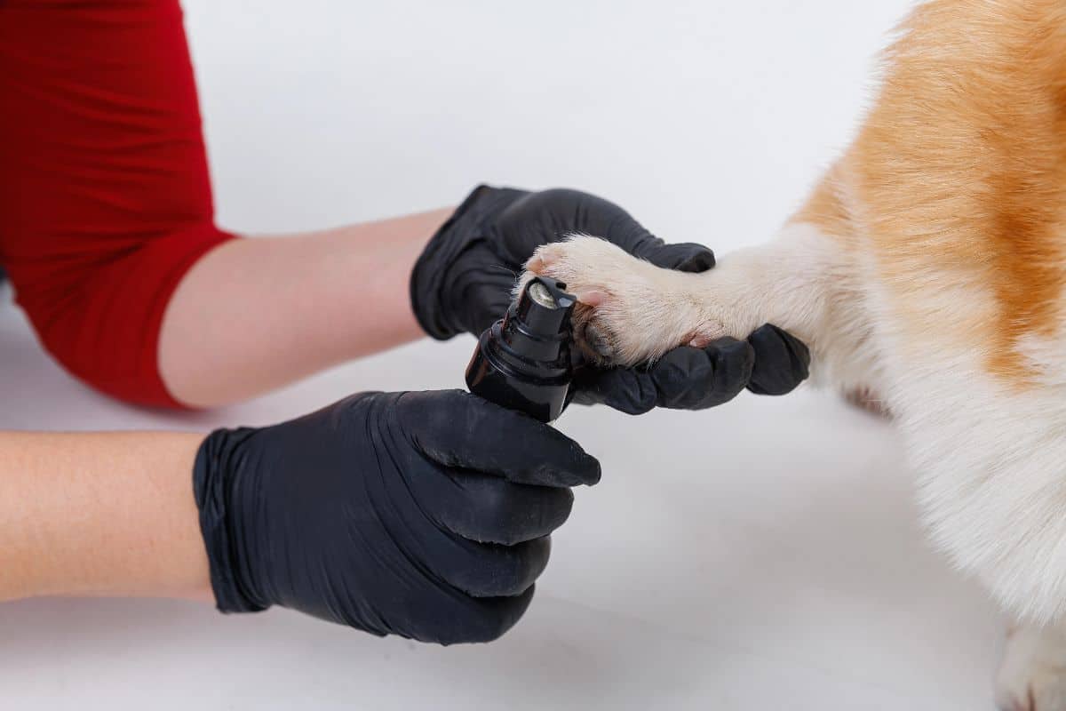 Applying paw spray to a dog’s paw for paw care treatment.