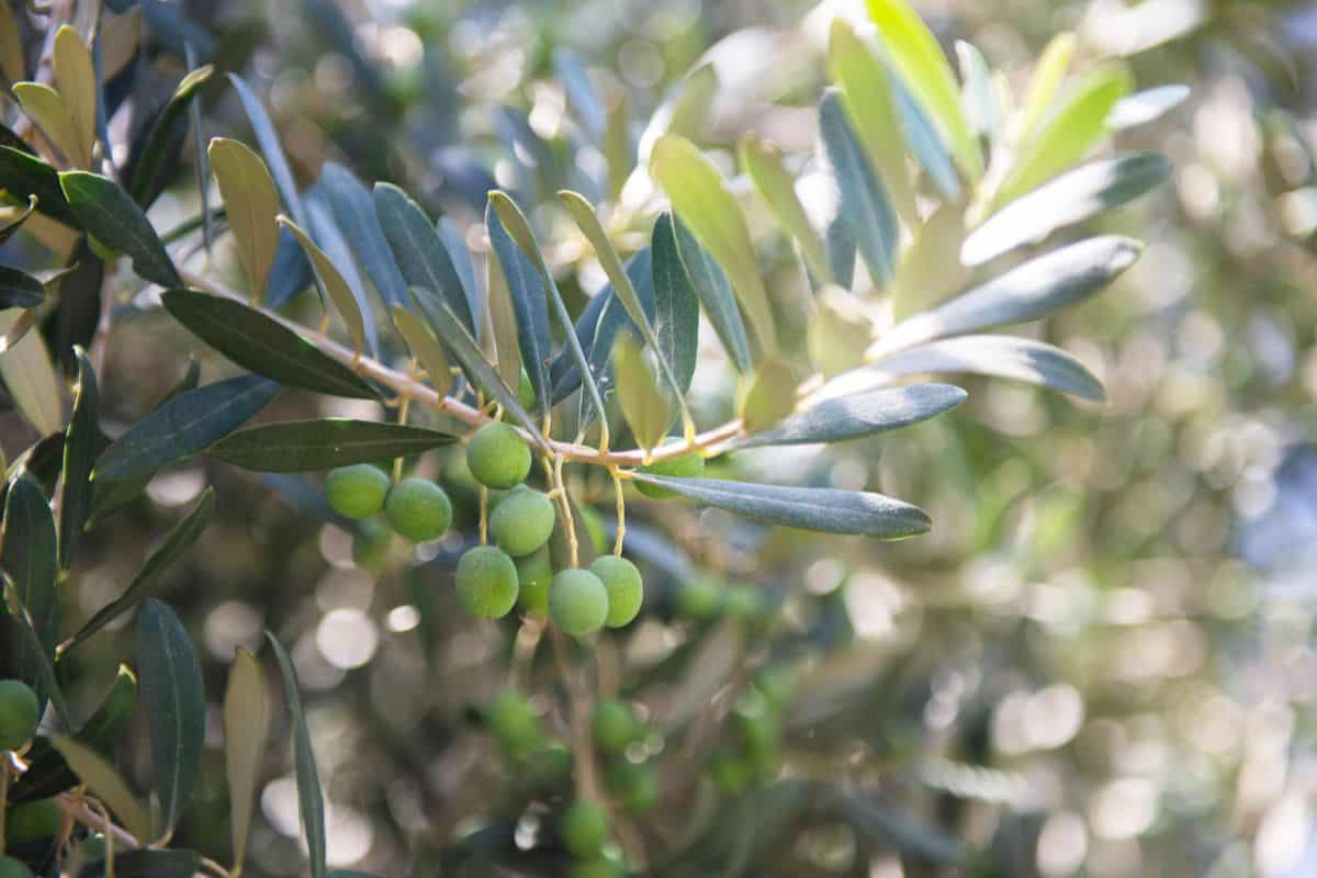 Green olives growing on a leafy olive tree branch.