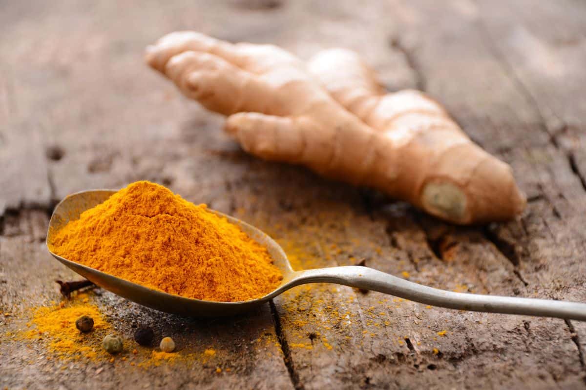 Spoon filled with turmeric powder beside fresh turmeric root.