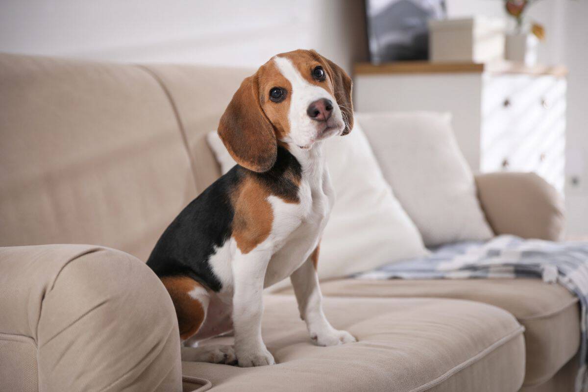 Short-haired Beagle sitting on a living room couch.