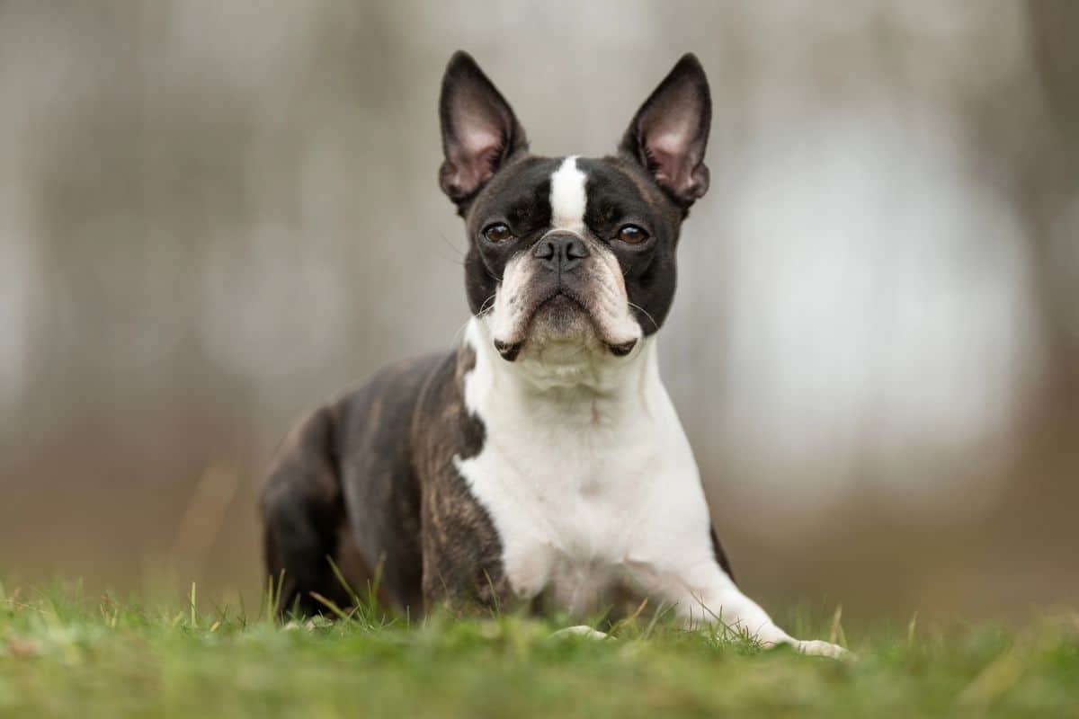 Short-haired Boston Terrier lying on grass outdoors.