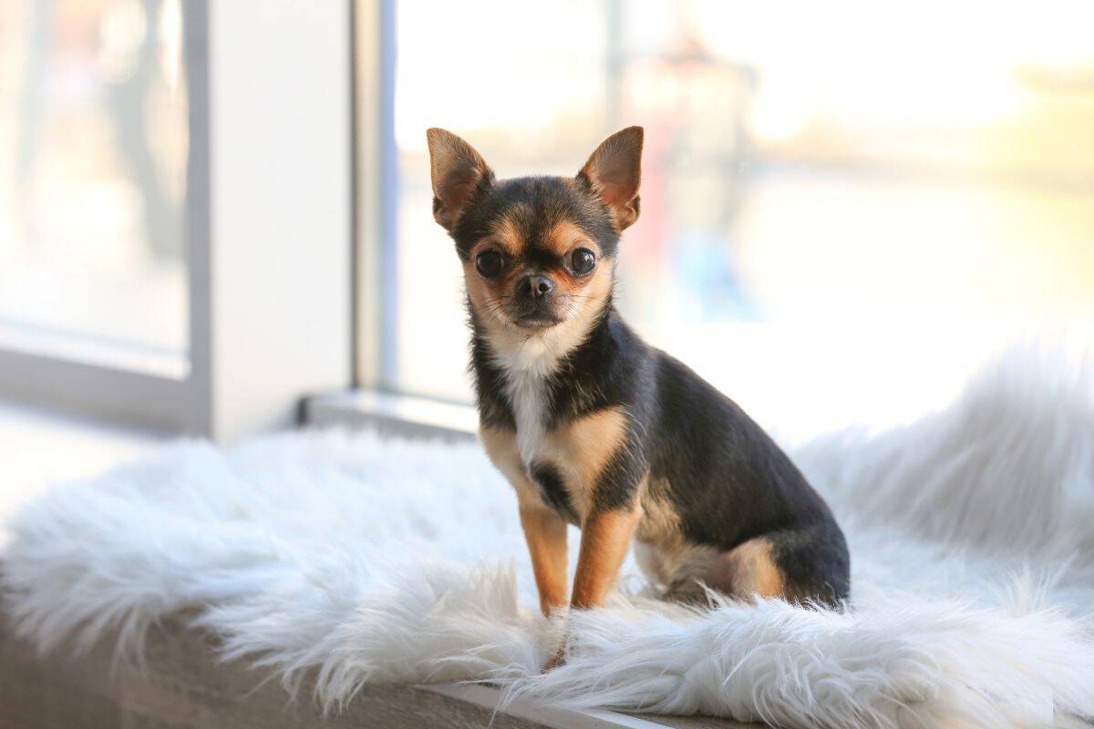 Short-haired Chihuahua sitting on a fluffy white rug indoors.