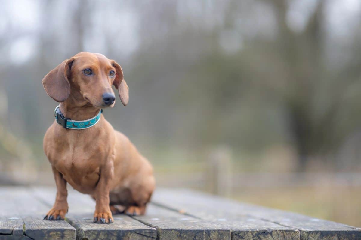 Short-haired Dachshund sitting outdoors on a wooden surface.