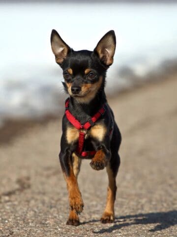 Short-haired Chihuahua standing outside in a red harness.