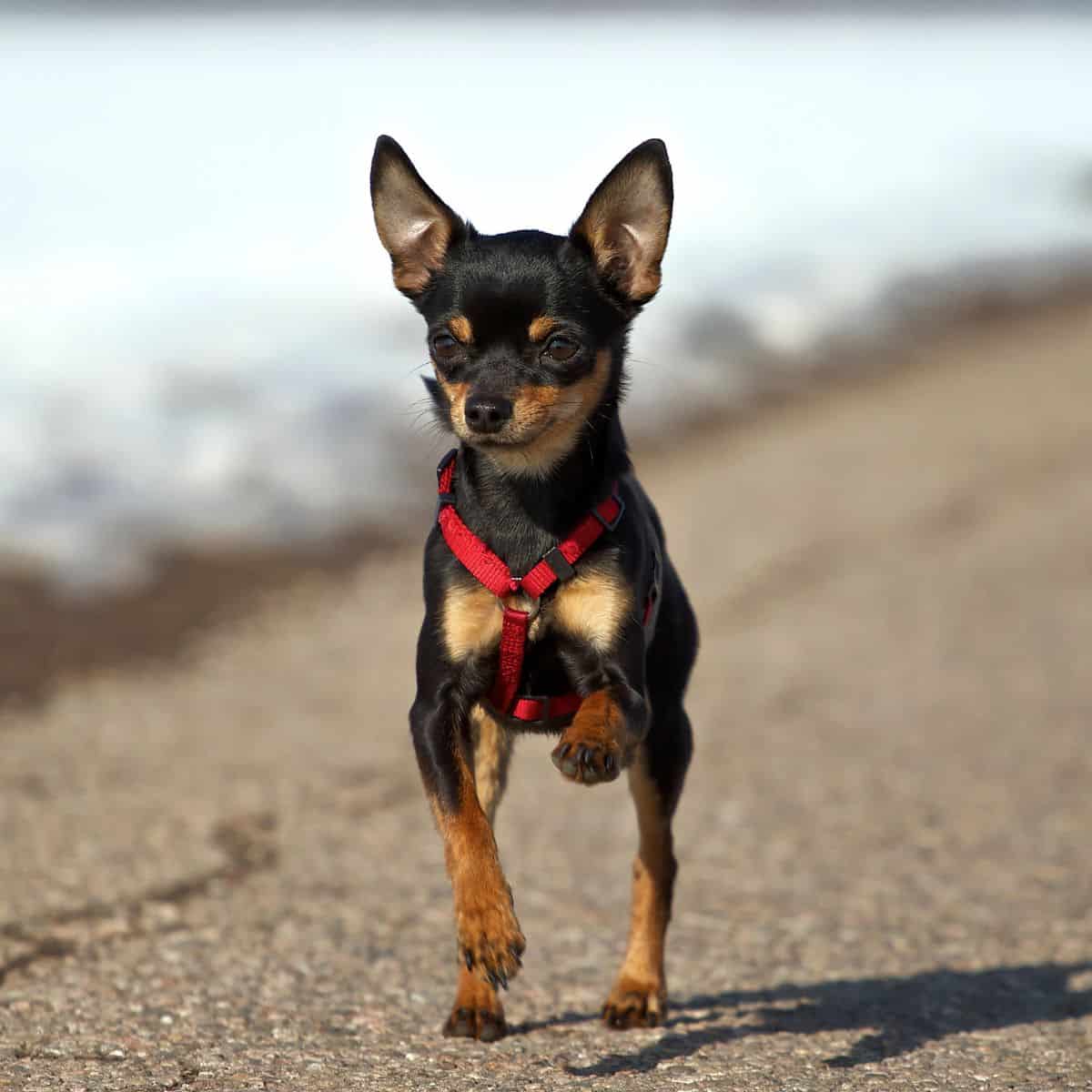 Short-haired Chihuahua standing outside in a red harness.
