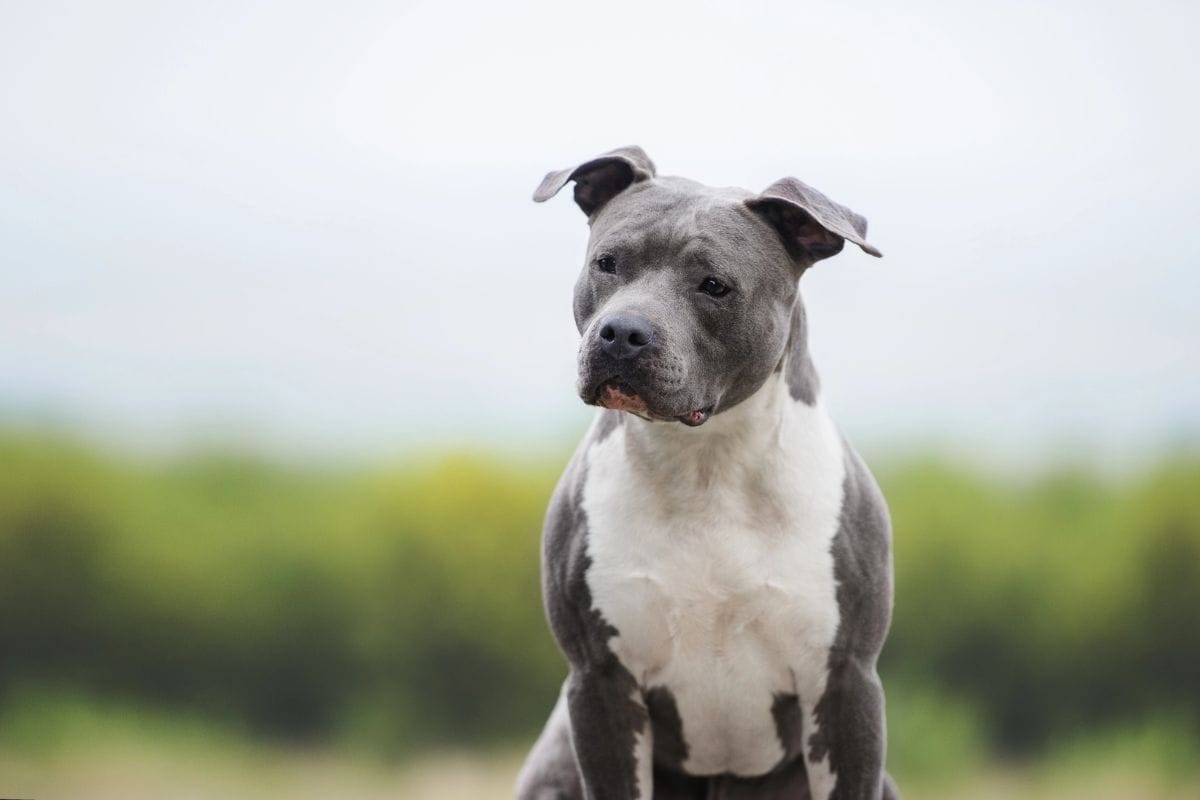 Short-haired pit bull sitting outdoors with a blurred background.