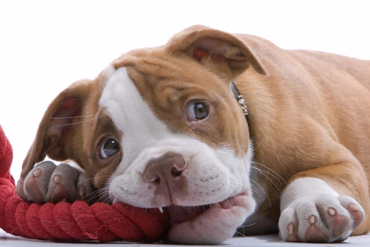 Short-haired puppy chewing on a red rope toy.