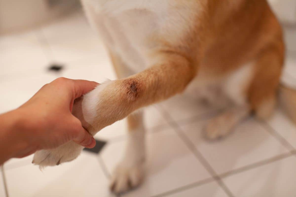 Person holding a dog’s paw with a visible skin tag on the leg.