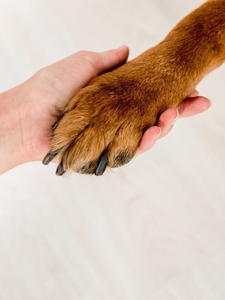 Person examining a dog’s paw while checking a skin tag.