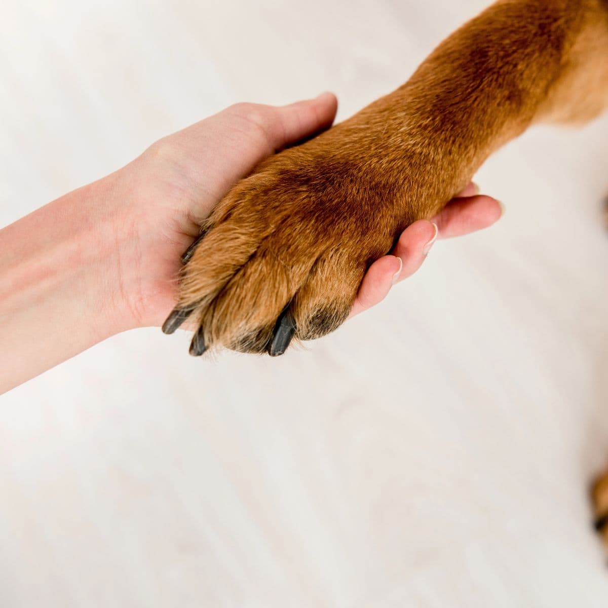 Person examining a dog’s paw while checking a skin tag.
