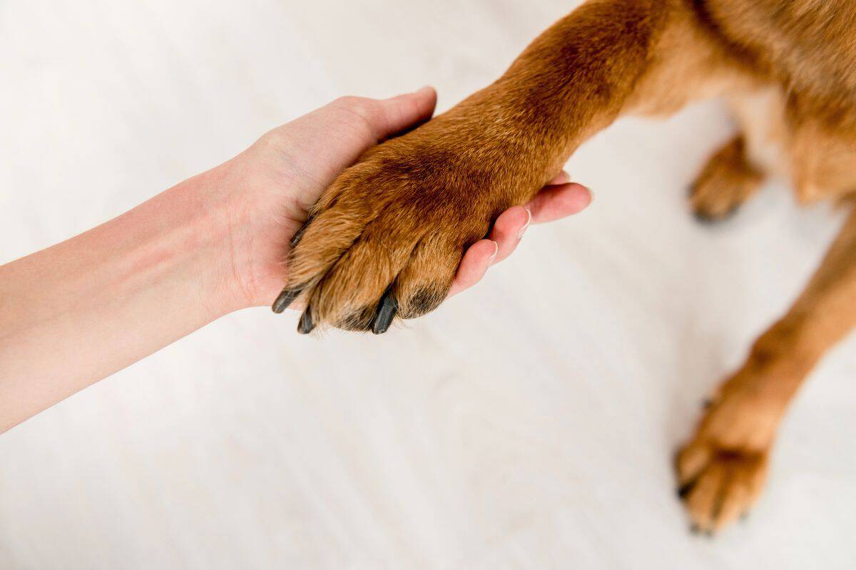 Person holding a dog’s paw during a skin tag check.