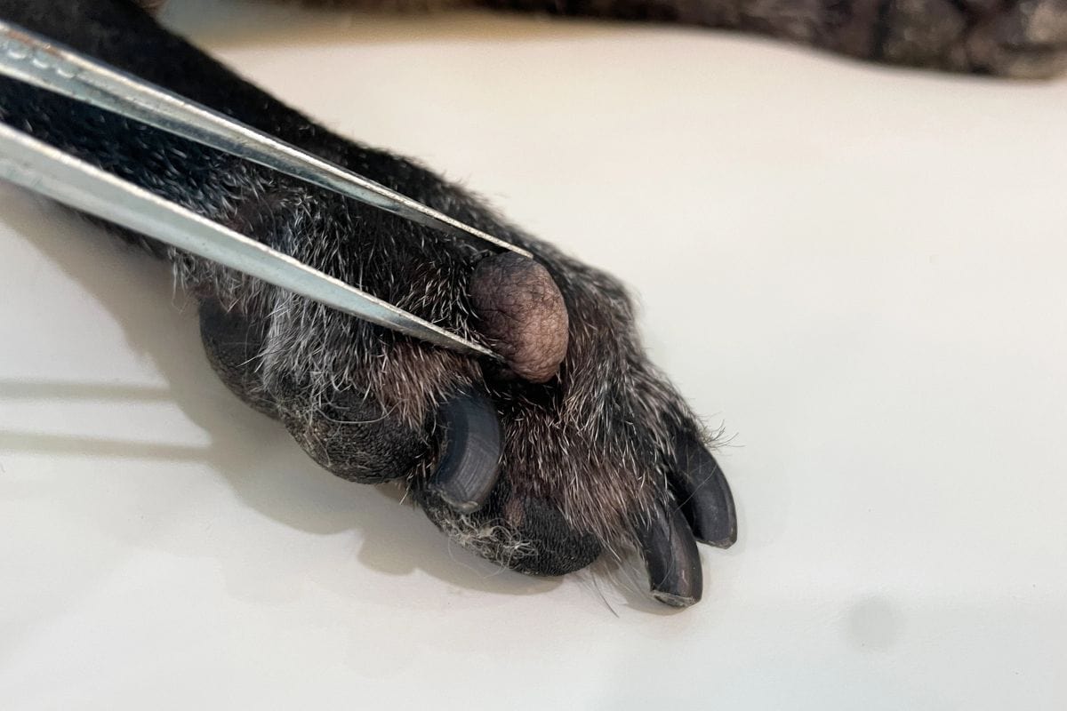 Close-up of a skin tag on a dog’s paw being examined with tweezers.