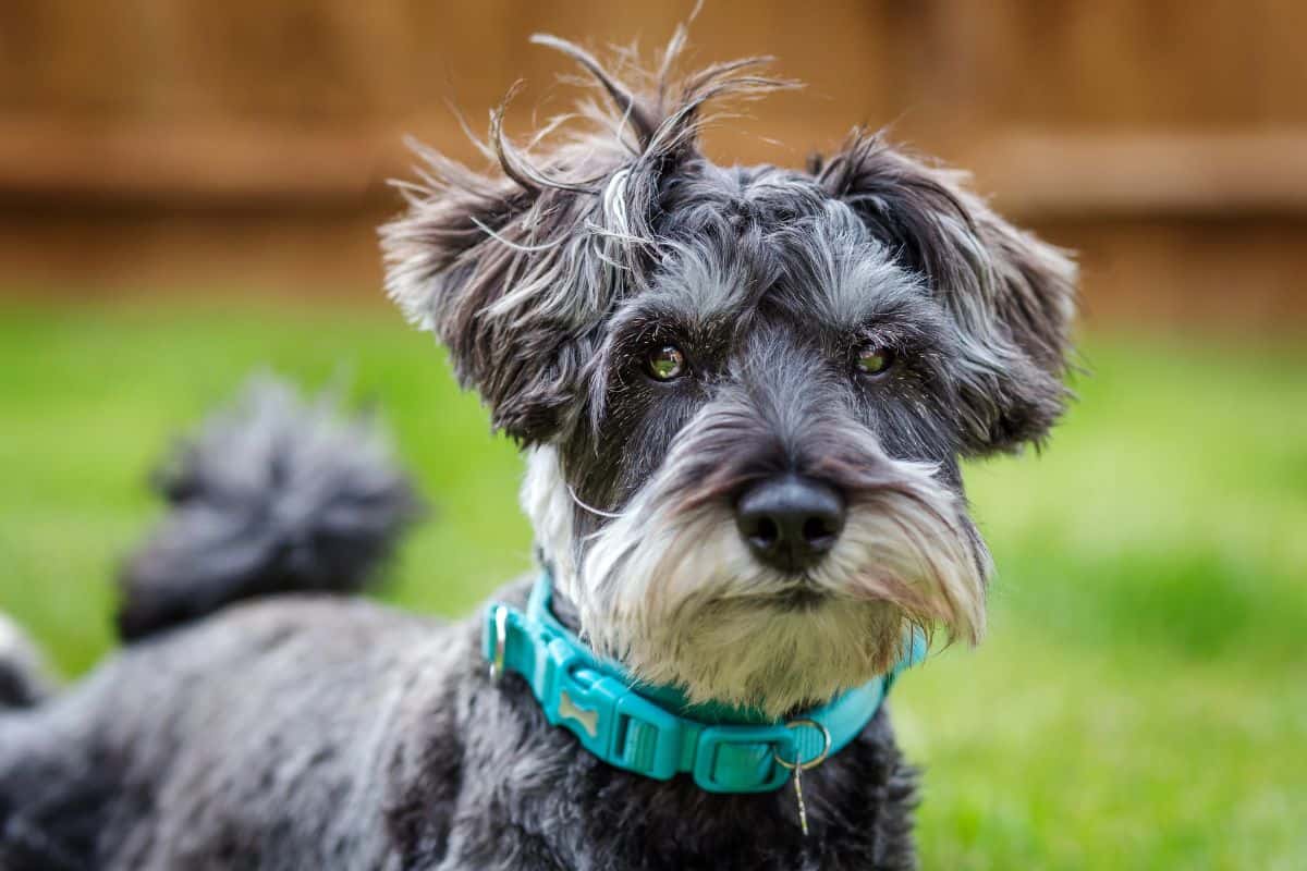 Small short-haired dog with a blue collar sitting on grass.