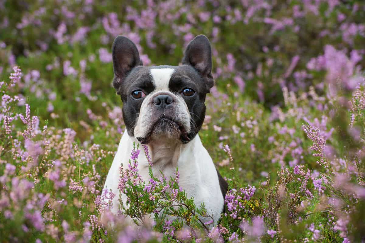 Boston Terrier sitting among purple flowers outdoors.