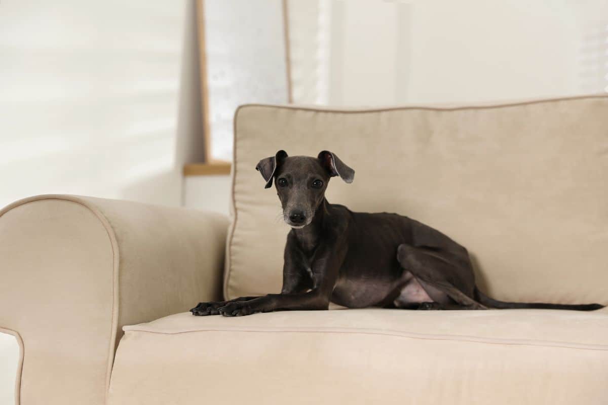 Small short-haired dog resting on a beige couch.