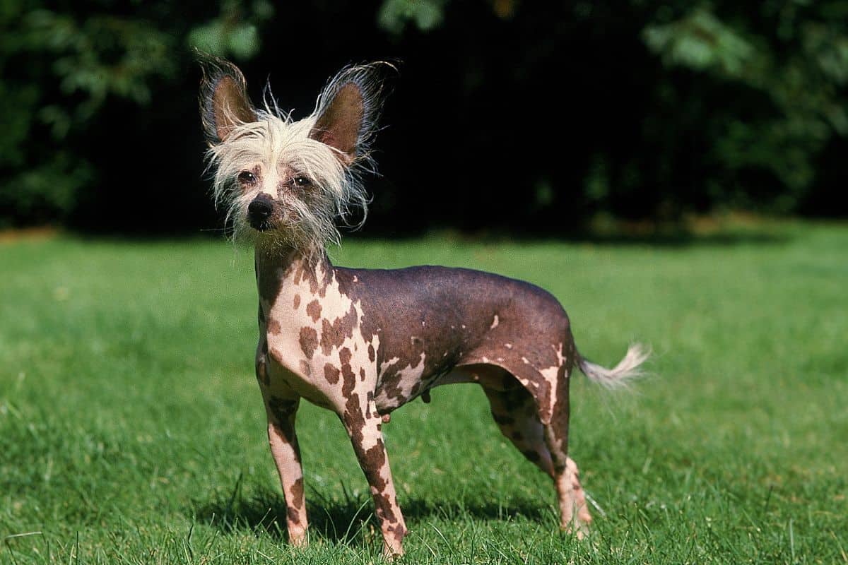 Small short haired dogs hairless breed
