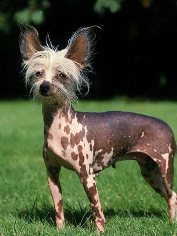Small hairless dog standing outside on green grass.