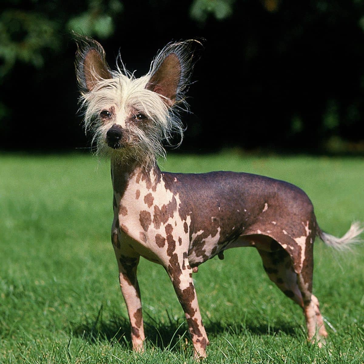 Small hairless dog standing outside on green grass.