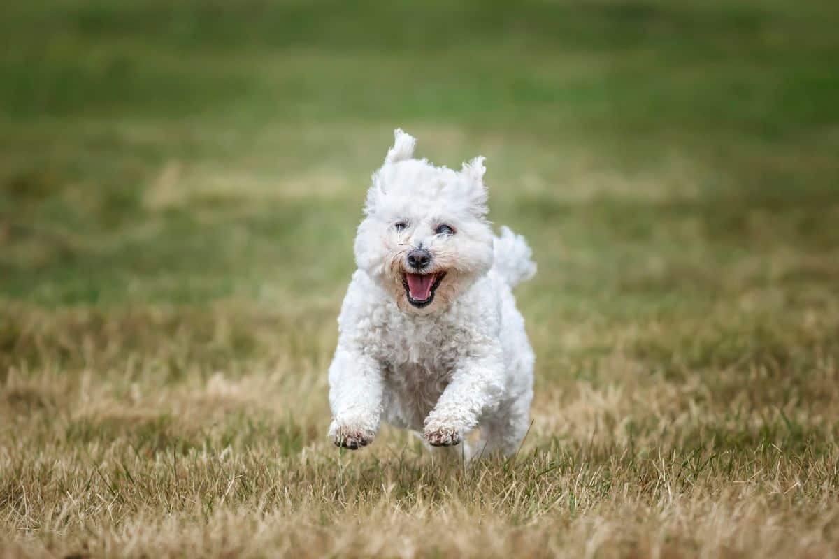 Small white dog running across a grassy field.