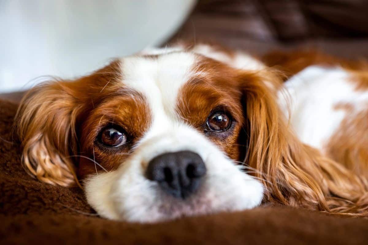 Brown and white dog resting closely on a couch indoors.