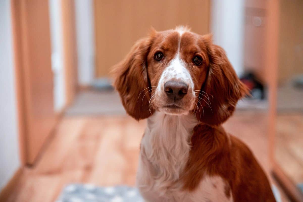 Brown and white dog sitting indoors and staring ahead.