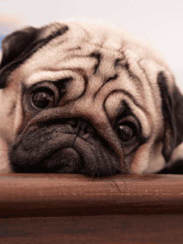 Pug lying indoors with its head resting on a wooden surface.