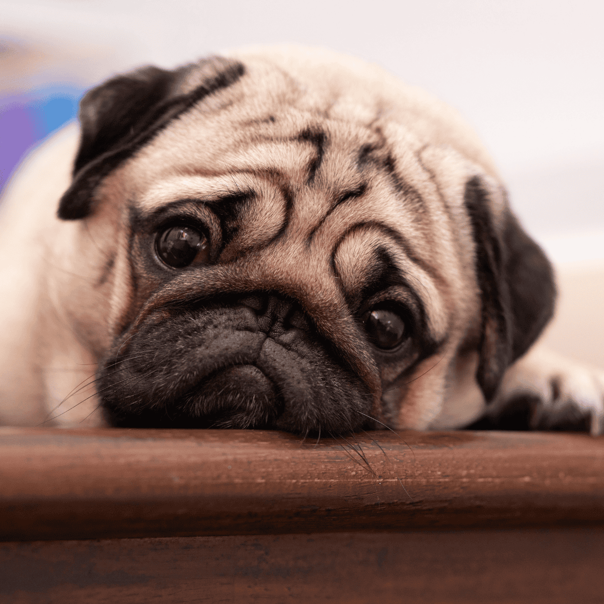 Pug lying indoors with its head resting on a wooden surface.
