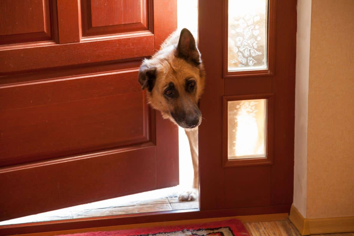 German shepherd peeking through an open door.