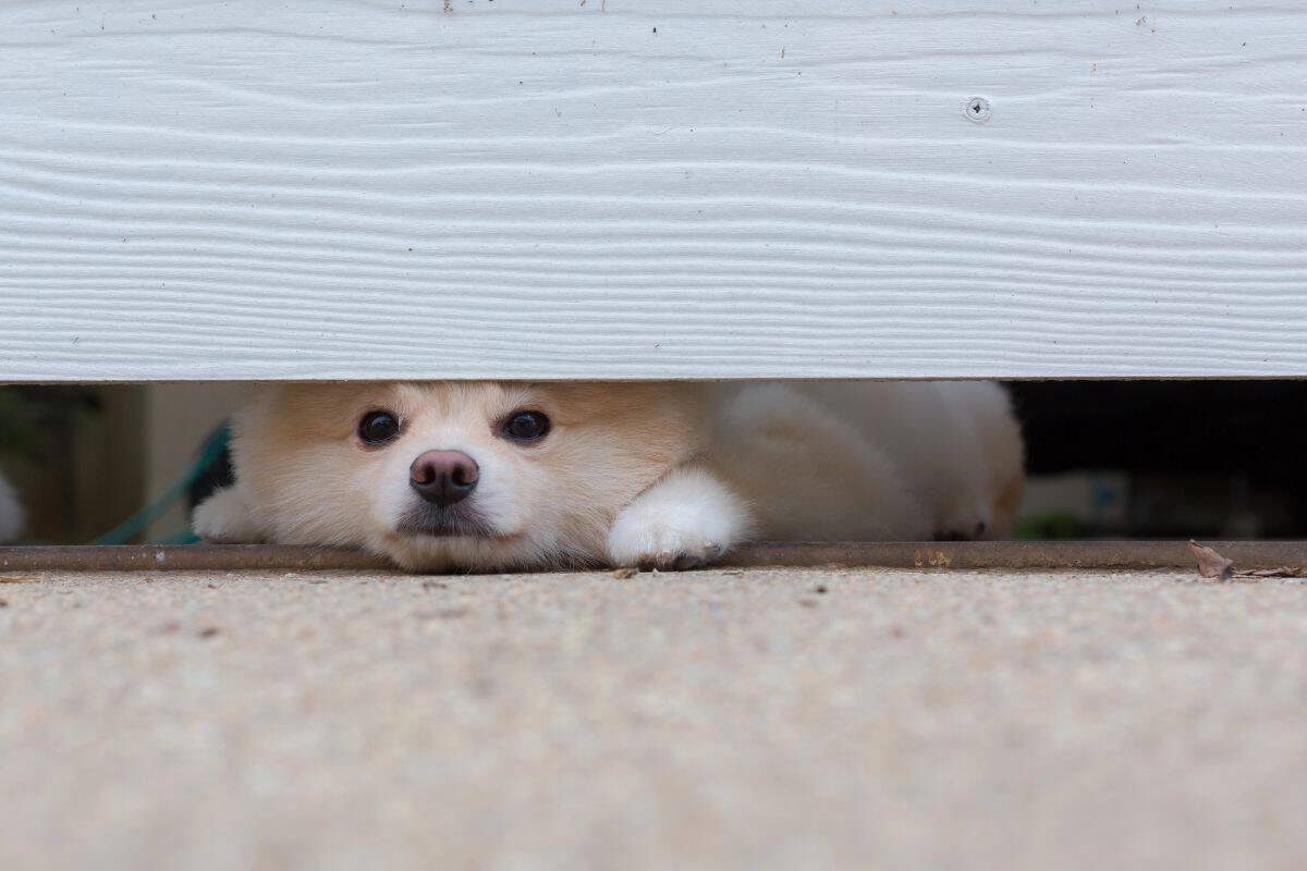 Small dog peeking from under a door.