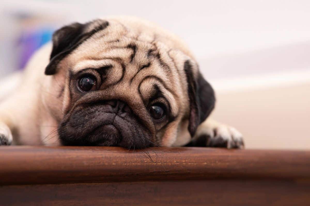 Pug dog resting its head on a wooden surface indoors.