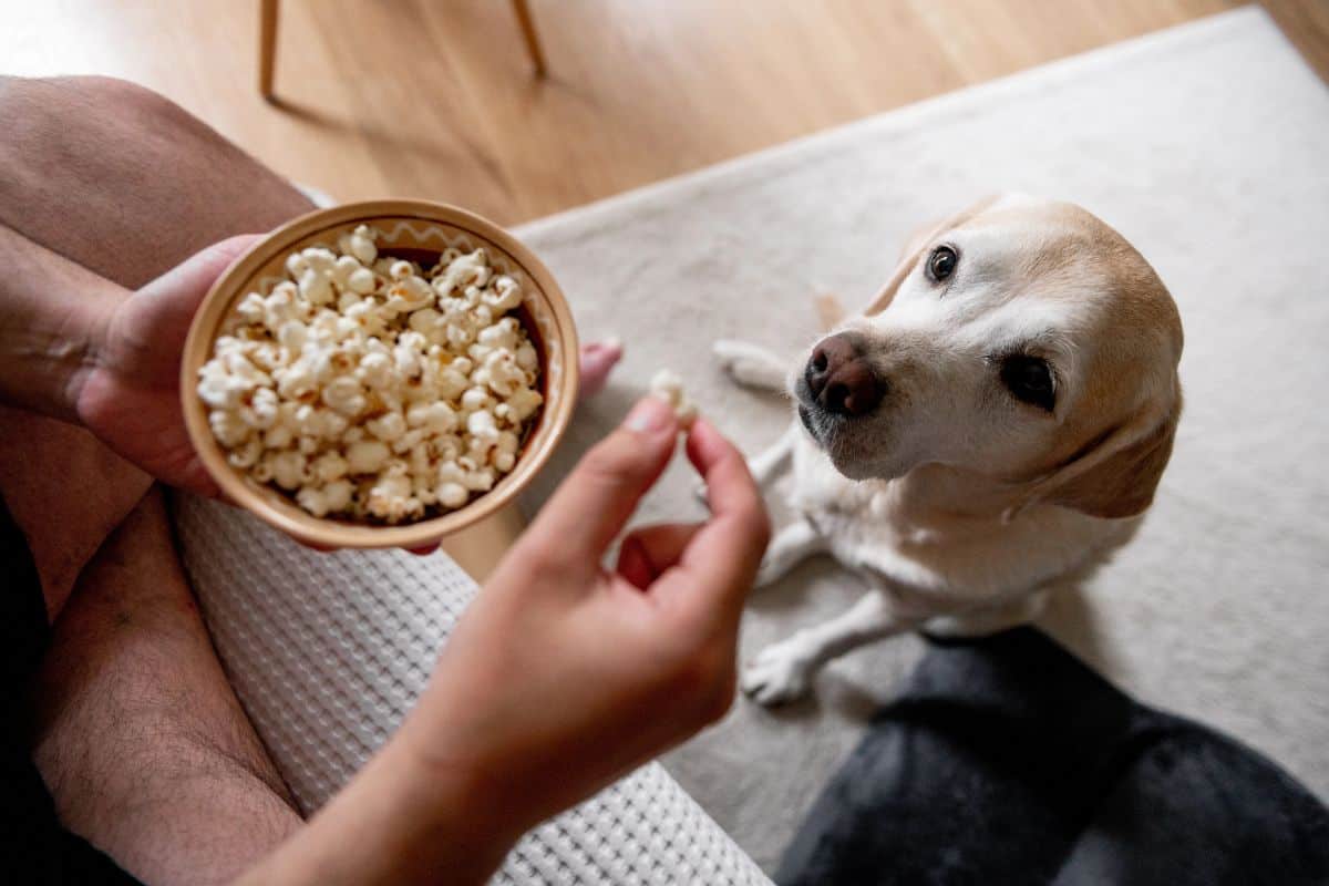 Dog looking at a piece of popcorn being offered by a person.