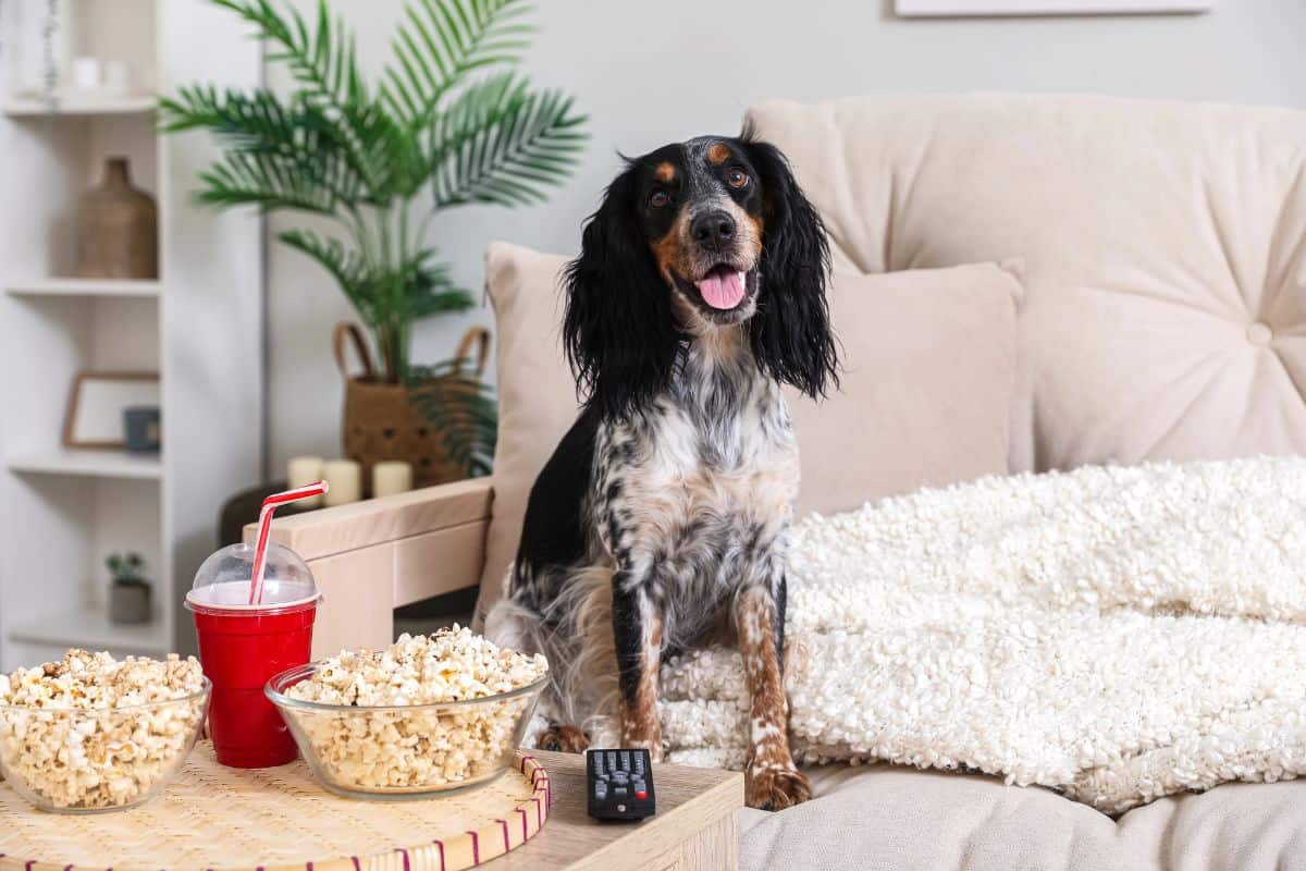Dog sitting on a couch beside bowls of popcorn and a drink.