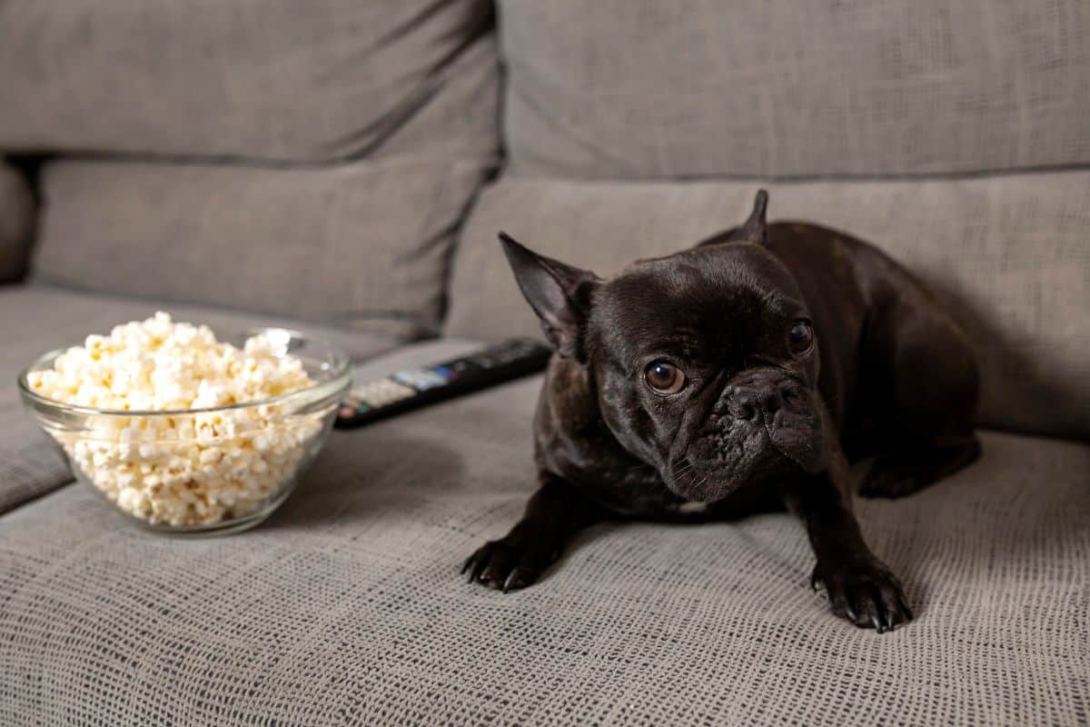 French Bulldog lying on a couch beside a bowl of popcorn.