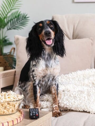 Happy dog on a couch next to popcorn and a drink.