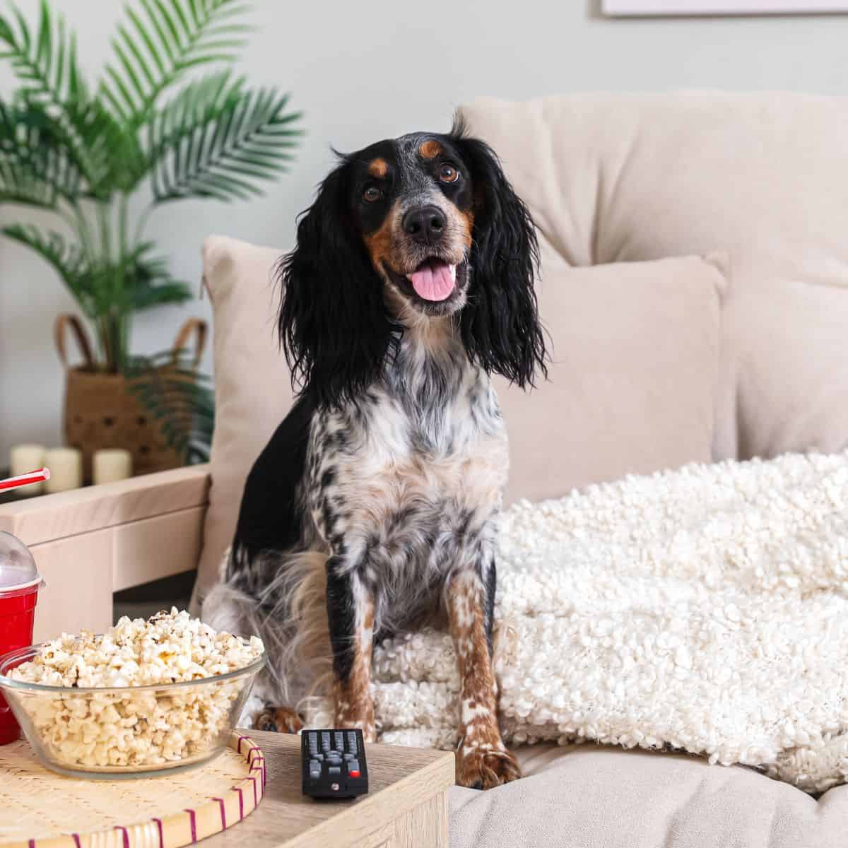 Happy dog on a couch next to popcorn and a drink.