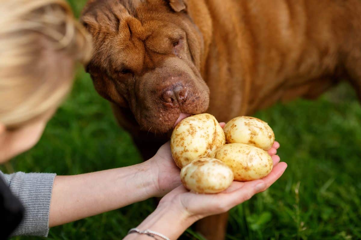 Dog sniffing potatoes held in a person's hands.