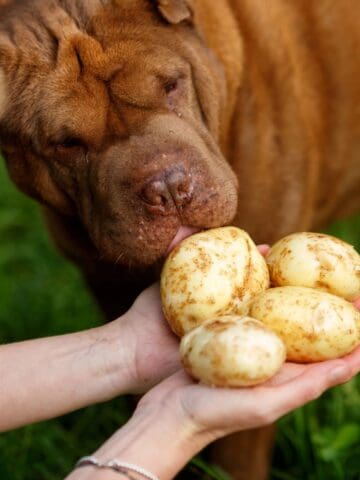 Dog sniffing potatoes held by a person.