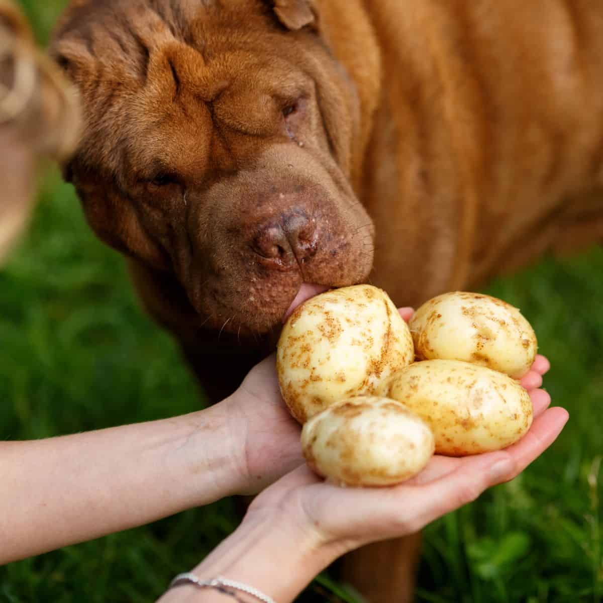 Dog sniffing potatoes held by a person.