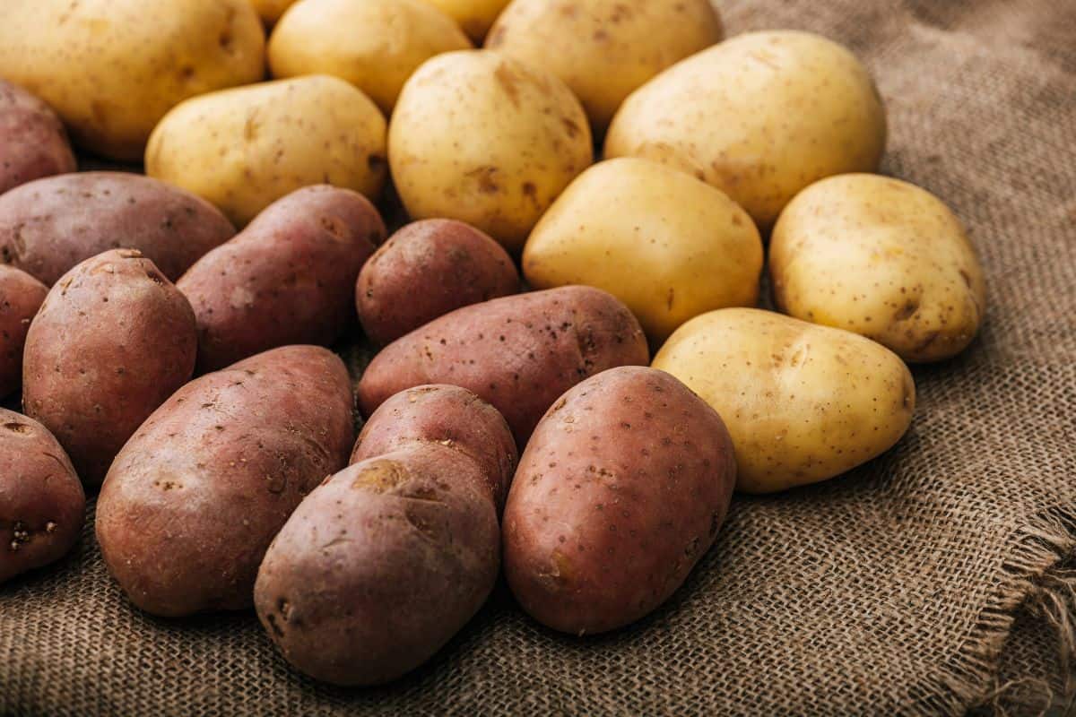 Red and yellow potatoes arranged on a burlap surface.