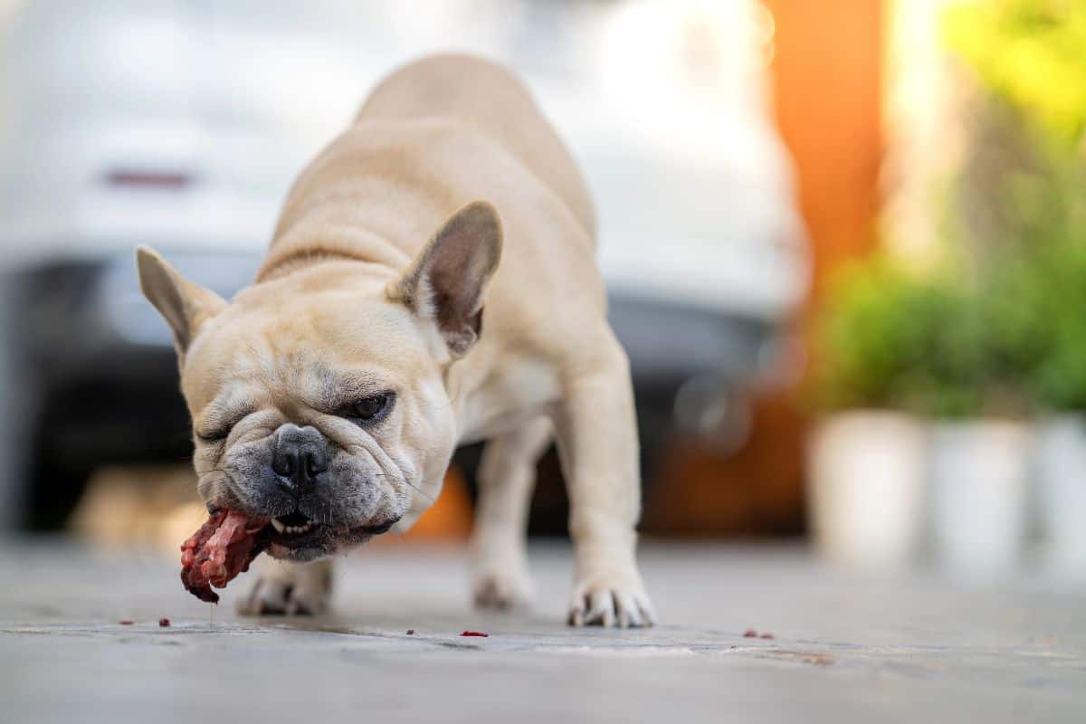 French Bulldog chewing a piece of raw chicken outdoors.